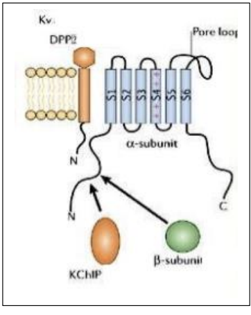 <ul><li><p>Kv4 proteins</p></li></ul><p></p>