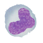 <ul><li><p>Helps to kill bacteria&nbsp;and small organisms&nbsp;&nbsp;</p></li><li><p class="MsoListParagraphCxSpMiddle">Helps activate B and T cells by becoming an antigen-present cell</p><ul><li><p class="MsoListParagraphCxSpLast">Links the 2 systems</p></li></ul></li></ul><p></p>
