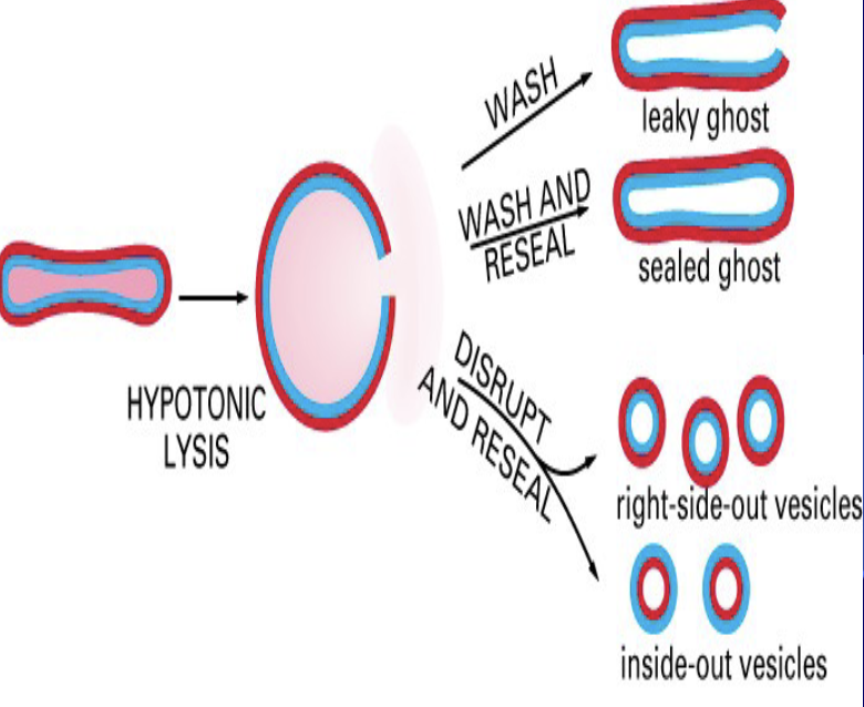 <ul><li><p><span>the membrane remnants of red blood cells that have lost their internal contents like hemoglobin</span></p></li><li><p><span>formed in the body as a result of cell rupture (hemolysis) or in labs to be carriers</span></p></li></ul><p></p>