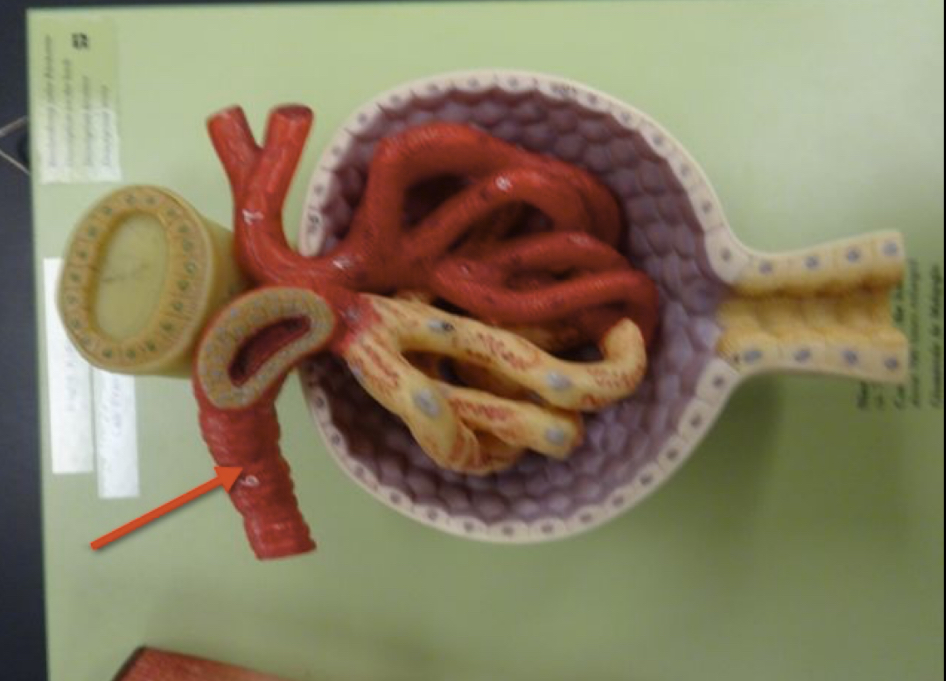 <p>Name the structure</p>