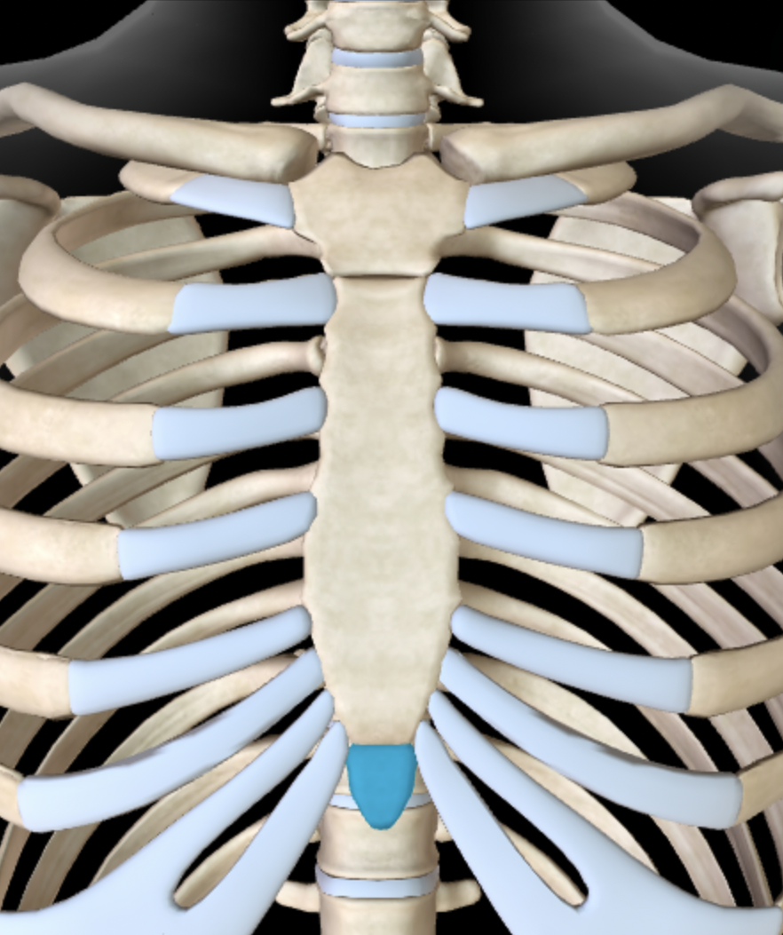 <p>Name this feature of the sternum</p>