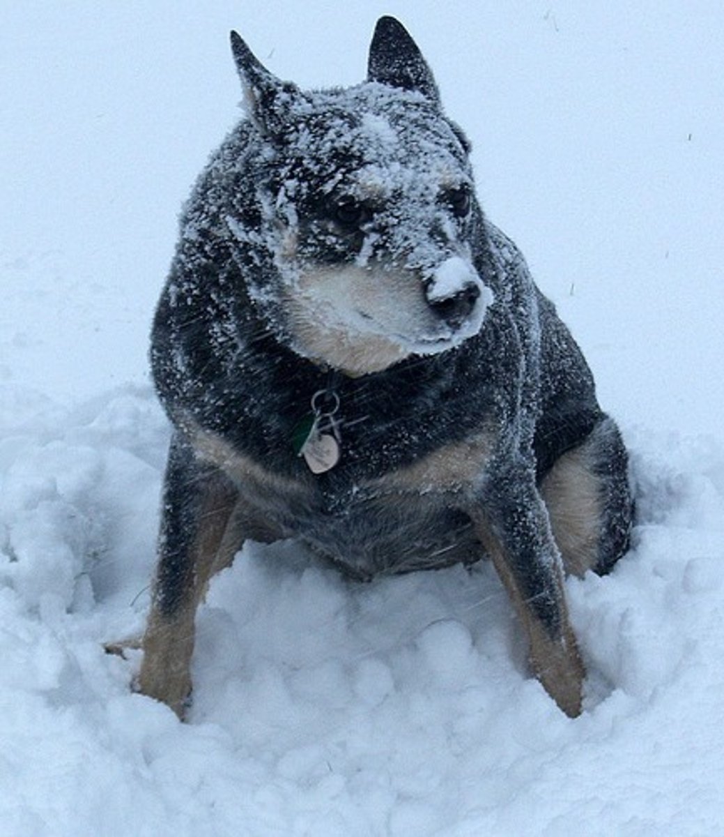 <p>It snows</p>