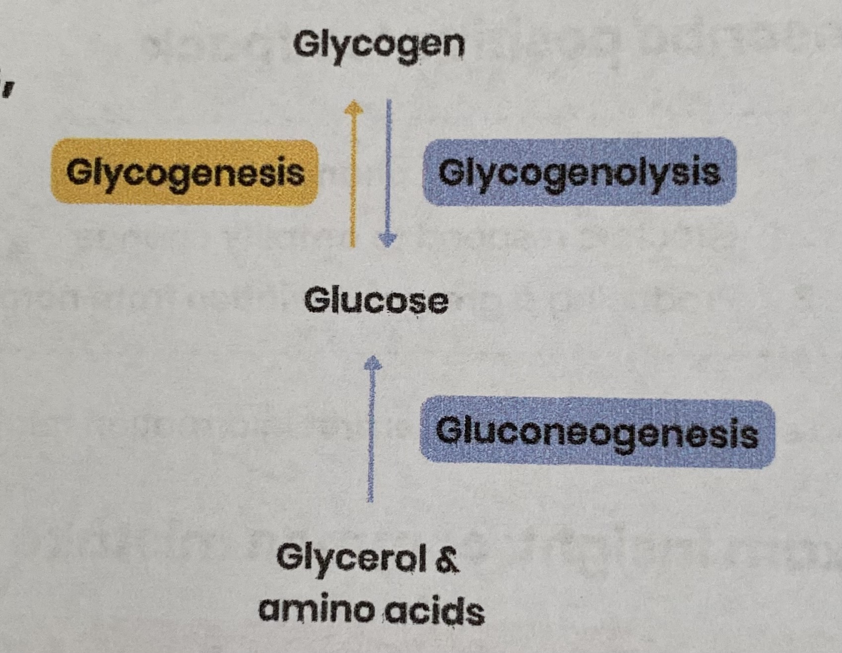 <p>GLYCOGENESIS:</p><ul><li><p>converts glucose= glycogen</p></li></ul><p>GLYCOGENOLYSIS:</p><ul><li><p>converts glycogen= glucose</p></li></ul><p>GLUCONEOGENESIS:</p><ul><li><p>converts amino acids and/ or glycerol= glucose </p></li></ul><p></p>