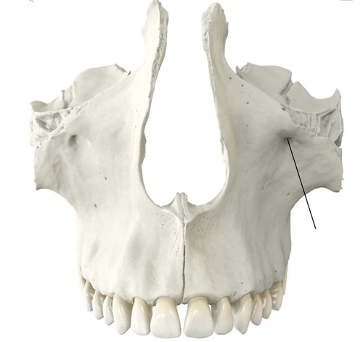 knowt flashcard image