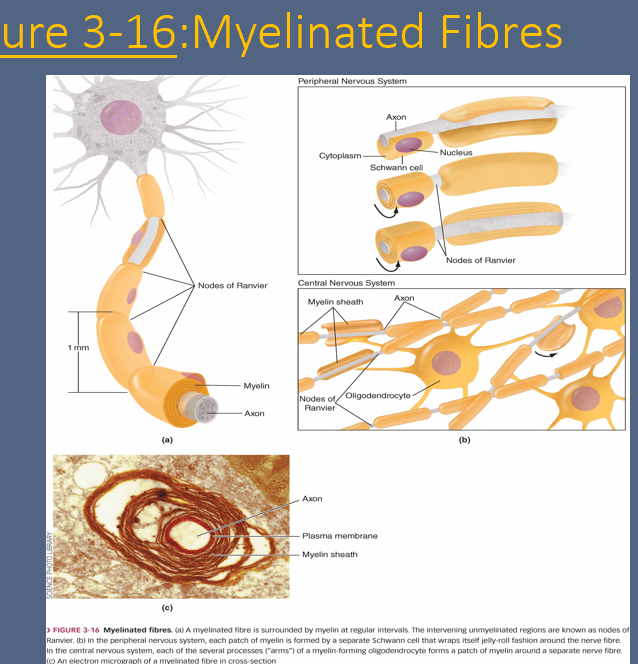 <p><strong>Difference between myelinated and unmyelinated fibers</strong></p>
