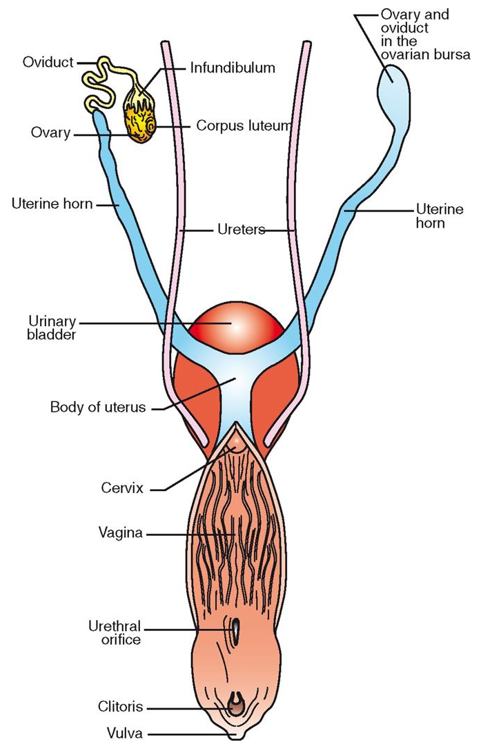 <p><span><span>Female Reproductive System</span></span></p>