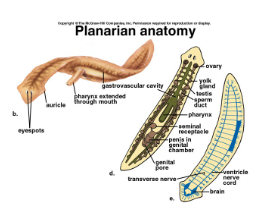 <p>first animals to develop bilateral symmetry were flat worms</p>
