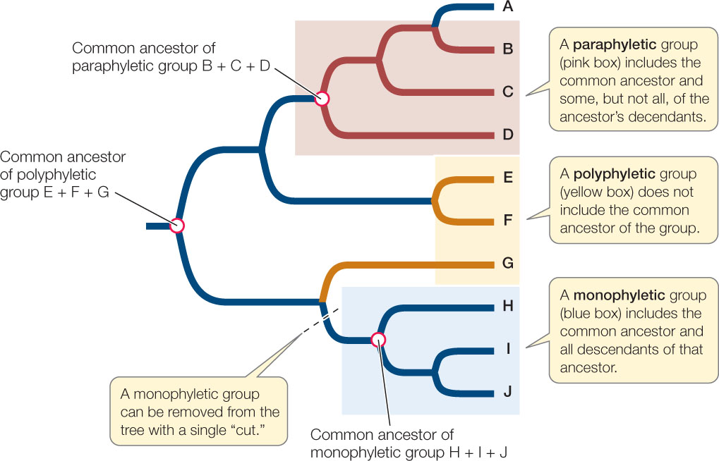<p>group with two or more common ancestors, but does not include the most common ancestory </p>