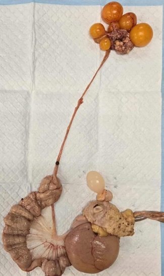 <p>Identify the specie where this organ came from and determine the organ system</p>