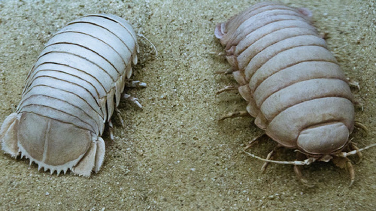 <p>a laterally flattened crustacean with 14 legs, common scavenger</p>