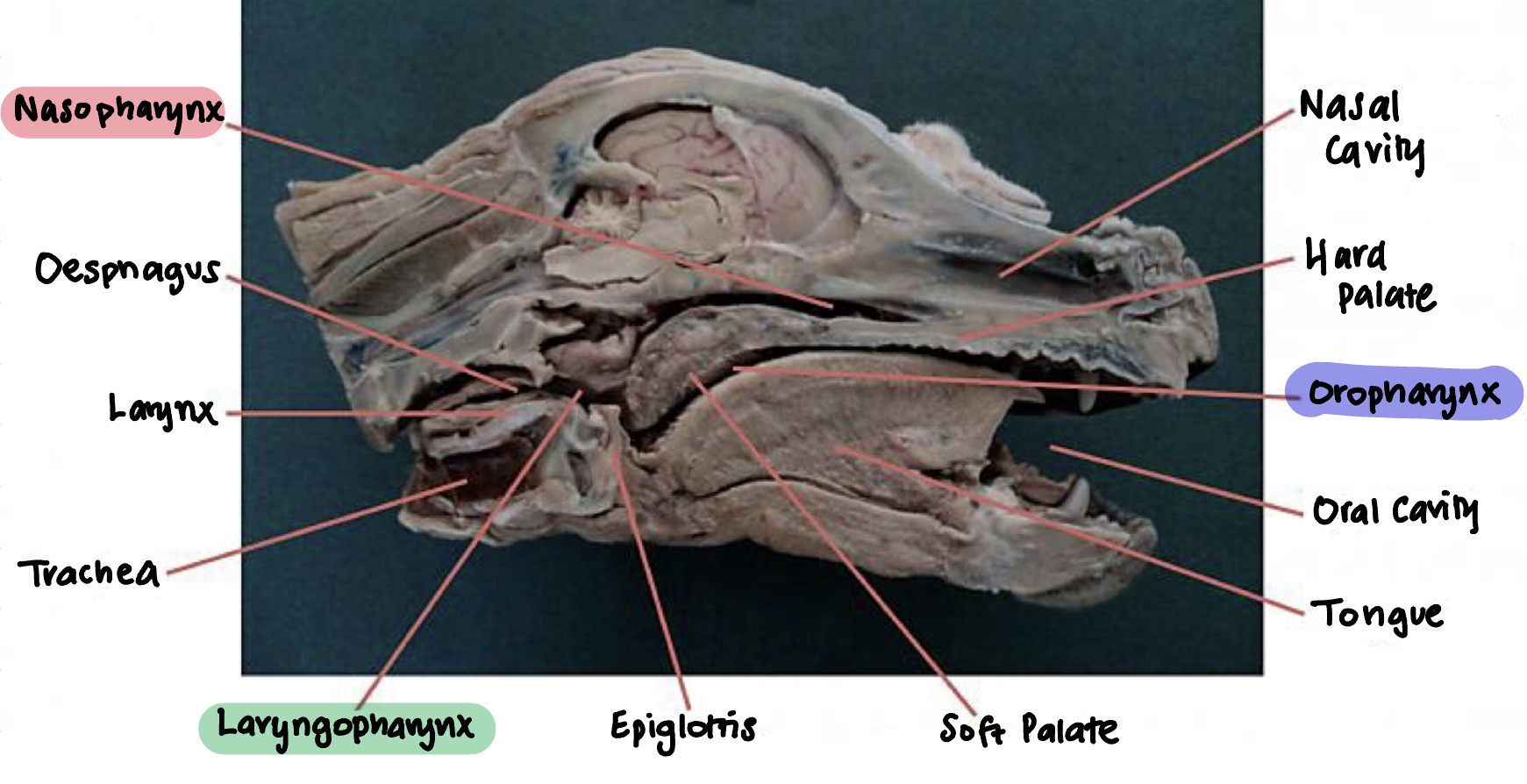 <p><strong>A: Nasal cavity </strong></p><p><strong>B: Hard palate</strong></p><p><strong>C: Oropharynx</strong></p><p><strong>D: Oral cavity </strong></p><p><strong>E: Tongue </strong><br><strong>F: Soft palate </strong></p><p><strong>G: Epiglotiss </strong></p><p><strong>H: Laryngopharynx </strong></p><p><strong>I: Trachea </strong></p><p><strong>J: Larynx</strong></p><p><strong>K: Oesphagus </strong></p><p><strong>L: Nasopharynx </strong></p>