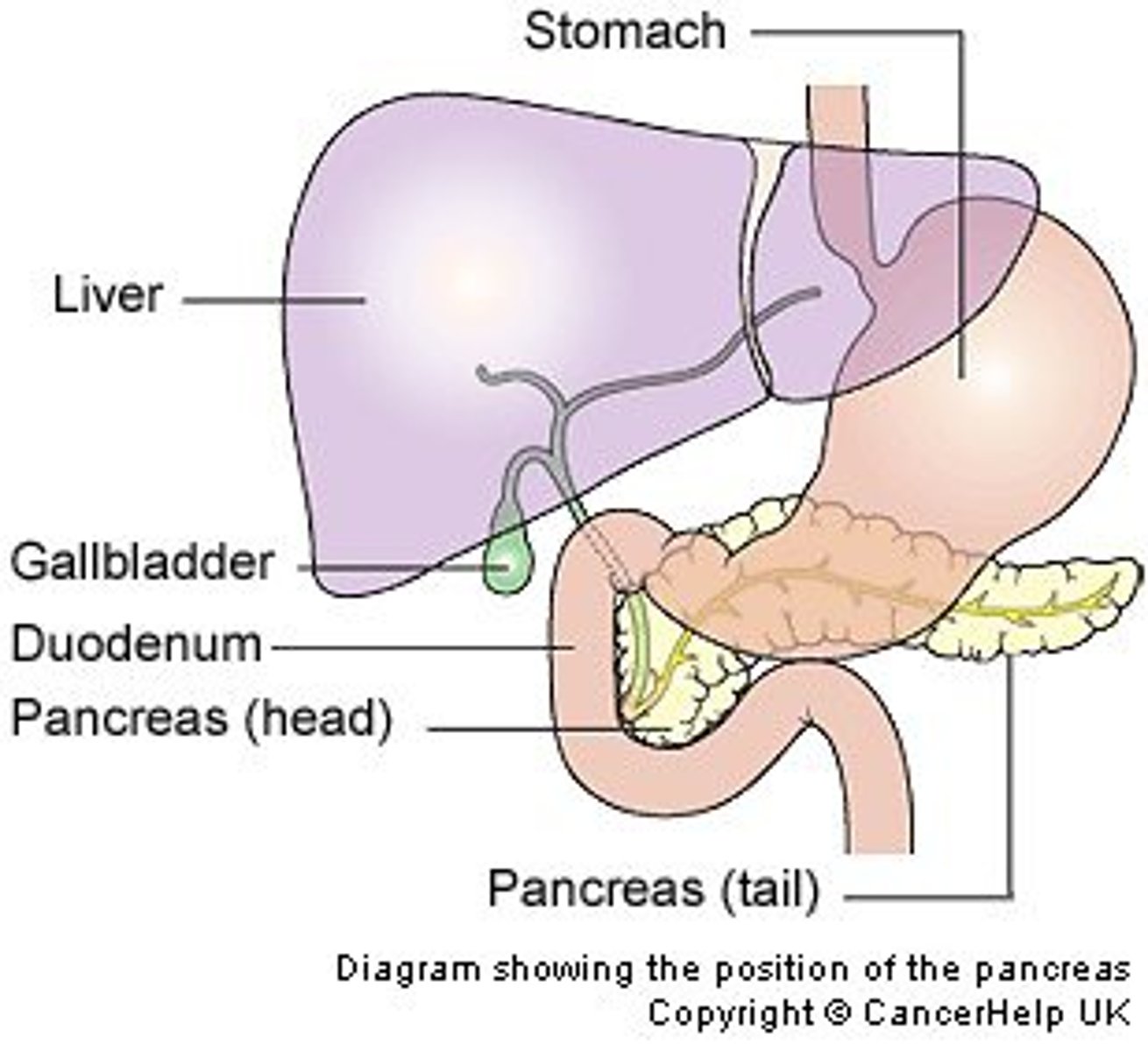 <p>Inferior to stomach</p><p>Ends: Head and Tail, body in between</p>