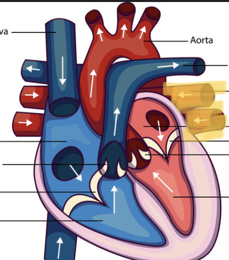 term image