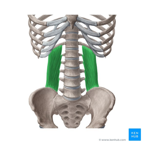 <p>Origin: iliac crest, iliolumbar vertebrae and 12th rib</p><p>Insertion: TP of lumbar vertebrae and 12th rib</p><p>Action: (bilaterally) extension. (unilaterally) lateral flexion</p>