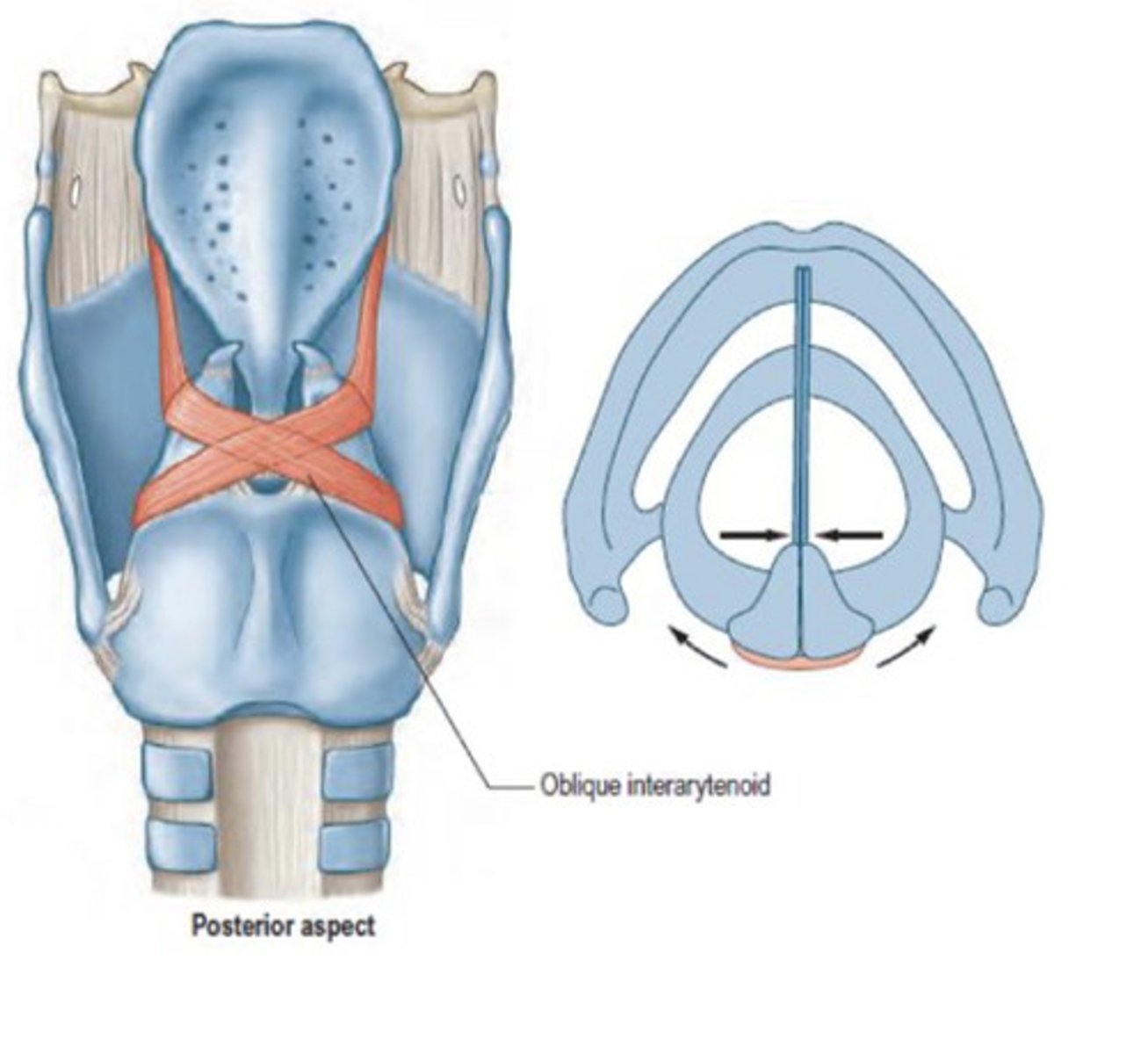 <p>Back surface and side of the other arytenoid cartilage</p>