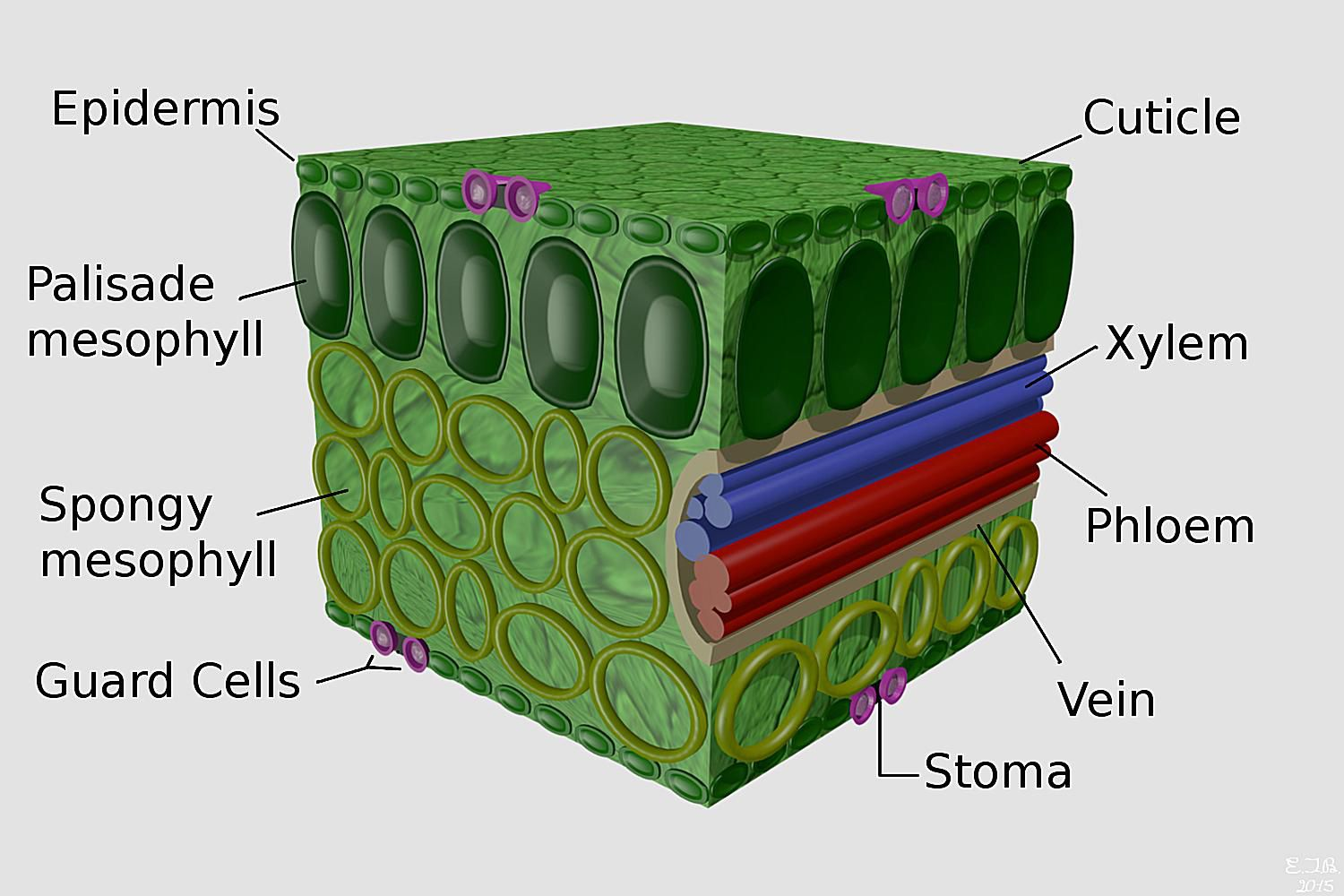 <p>It’s important for the leaf structure to adapt in order to maximize the process of photosynthesis</p>