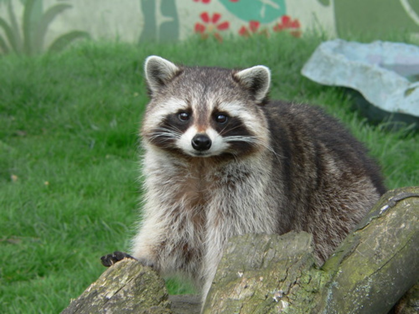 <p>racoon</p>
