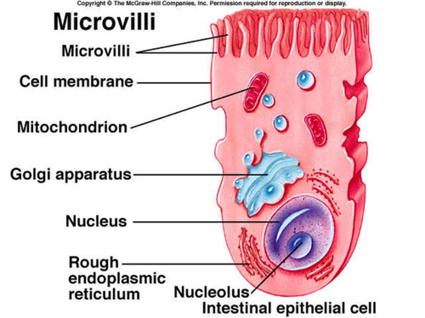 <p>An animal cell that is responsible for molecule absorption in the intestines, these cells have many tiny folds called microvilli that increase the surface area for absorption</p>