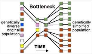 <p>Rapid dramatic changes cause most individuals to die without passing on their genes → The few survivors of these evolutionary "bottlenecks" then are reproductively very successful → large populations in subsequent generations</p><ul><li><p>extraordinary reduction in genetic diversity of a species since most variability is lost at the time of the bottleneck</p></li><li><p>Low genetic variation among modern humans implies bottleneck(s) in our evolutionary past</p><ul><li><p>we descend from a small number of humans who survived an evolutionary bottleneck</p></li><li><p>examples: drought in Africa &amp; Toba supervolcano eruption</p></li></ul></li></ul><p></p>