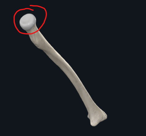 <p>What is this part of the radius called</p>