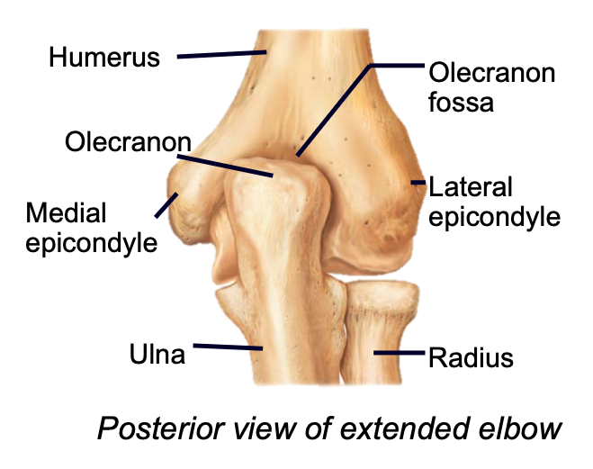 1. Appendicular skeleton 
2. Found in arm of upper limb 
3. Olecranon process of ulna fits into the olecranon fossa of the humerus when forearm extends
4. Sharp edge of elbow 