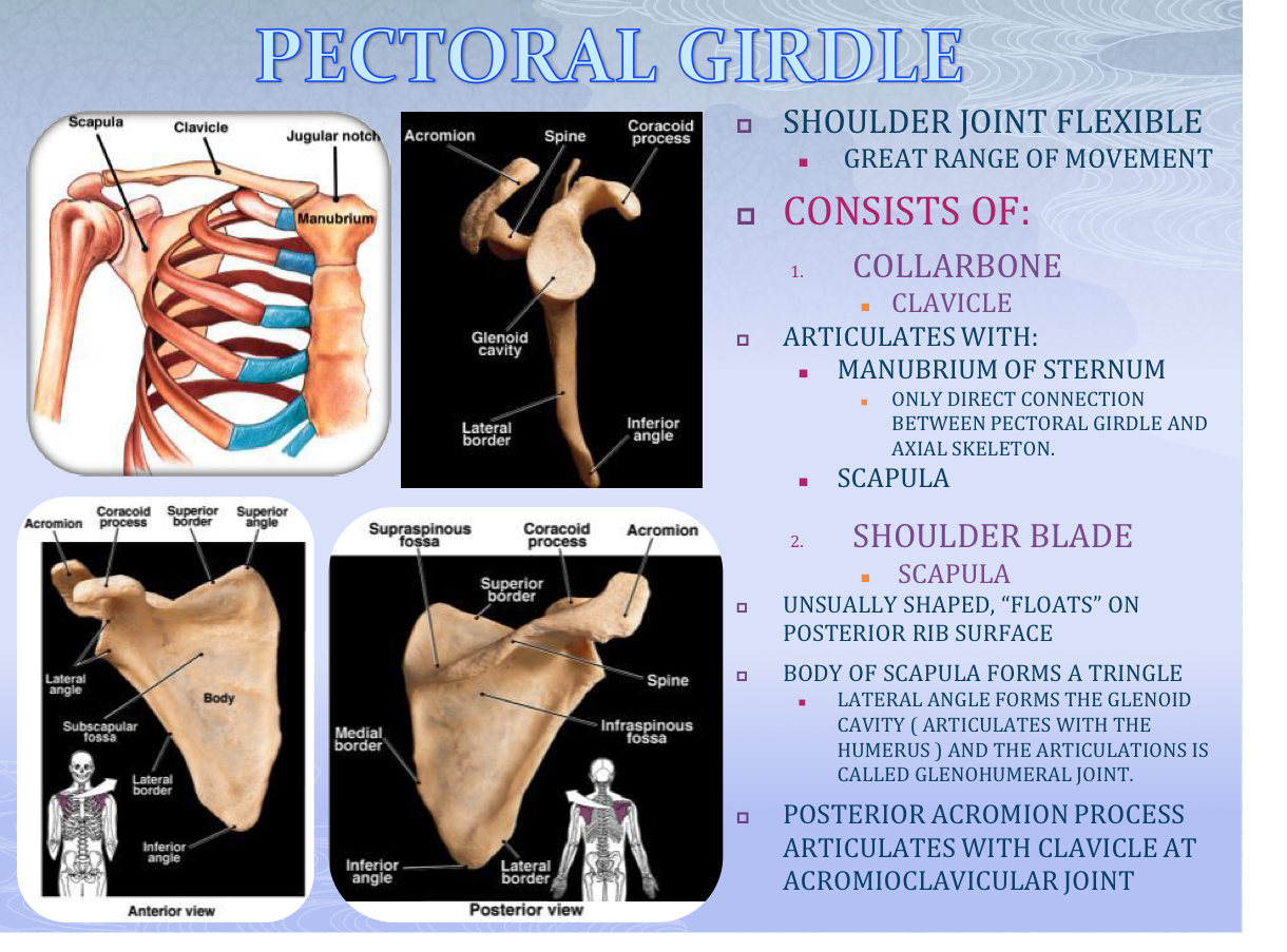 <p>Flat triangular bone that ‘floats’ on the posterior rib surface; features the acromion and glenoid cavity.</p>