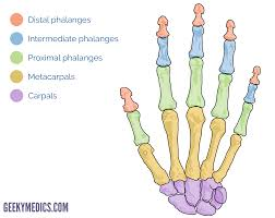 <p>5 metacarpals.</p><p></p>