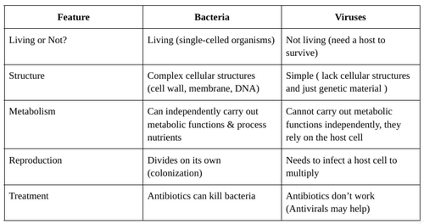 <p>Bacteria are single-celled organisms that can live and reproduce on their own, with some being beneficial and others causing infections treatable with antibiotics. </p><p>Viruses, on the other hand, are much smaller, cannot survive or reproduce without a host, and require vaccines or antiviral medications for prevention and treatment.</p>