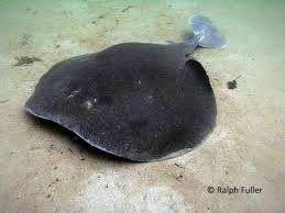<ul><li><p>Electric rays</p></li><li><p>Rounded pectoral disc, muscular caudal fin, ventral mouth and nostrils, muscular electric organs</p></li></ul><p></p>
