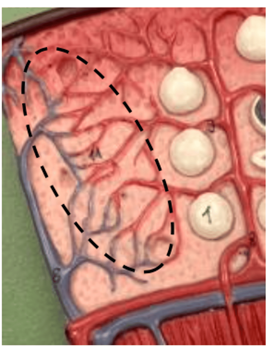 <p>connects veins and arteries</p>