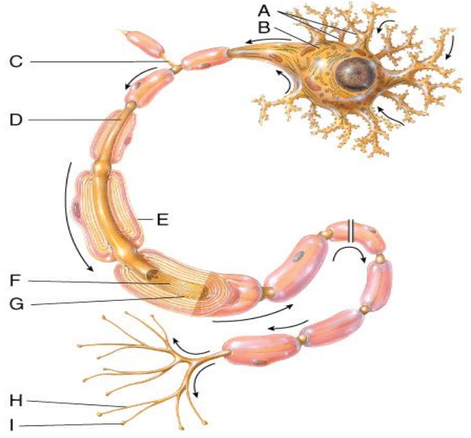 <p>This part of the neuron contains the nucleus and Nissl bodies. </p><p>A) A </p><p>B) B </p><p>C) C </p><p>D) E </p><p>E) Both A and B</p>