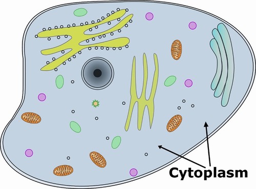 <p>The area between the nucleus and cell membrane that is composed of water, protein, carbs, and salt</p>