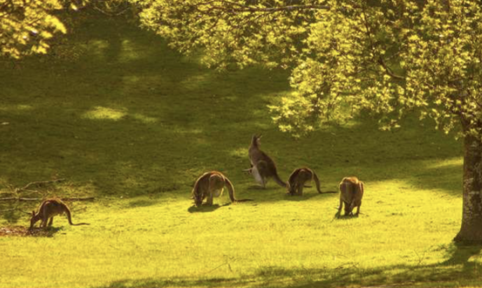 <p>moderate grazing can stimulate grass growth, but heavy grazing reduces productivity</p>