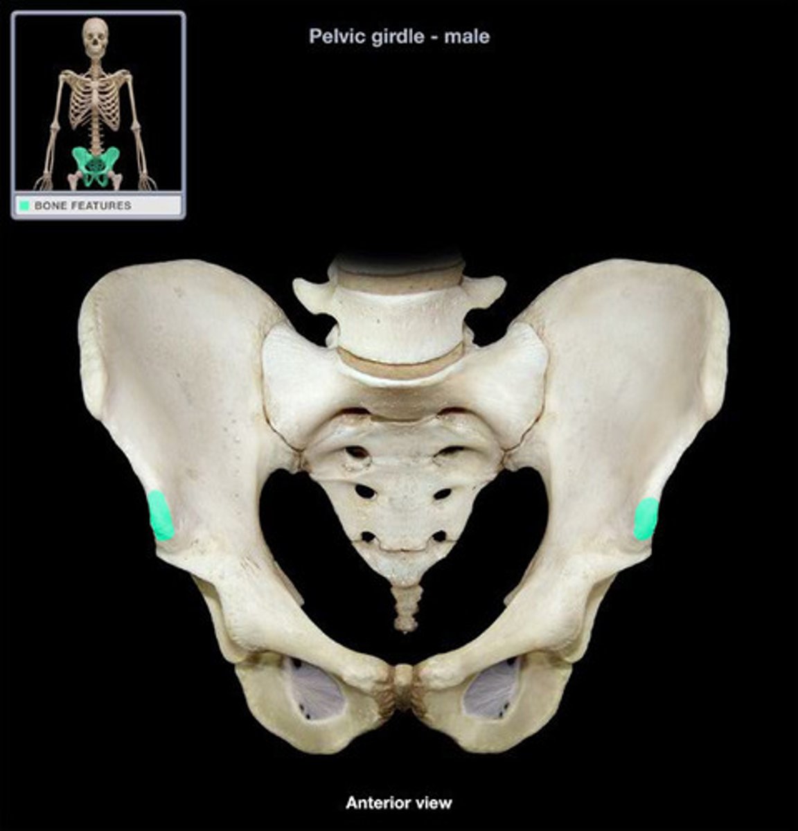 <p>- small projection located just below the anterior superior iliac spine</p><p>- origin for rectus femoris muscle</p>