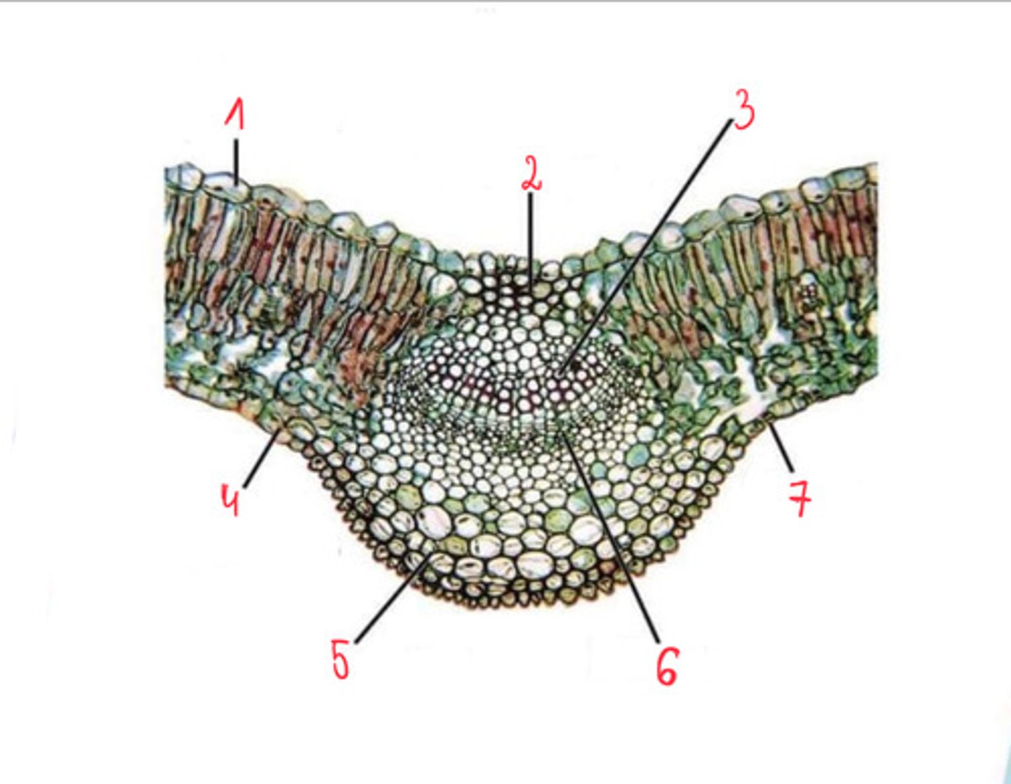 <p>1</p>