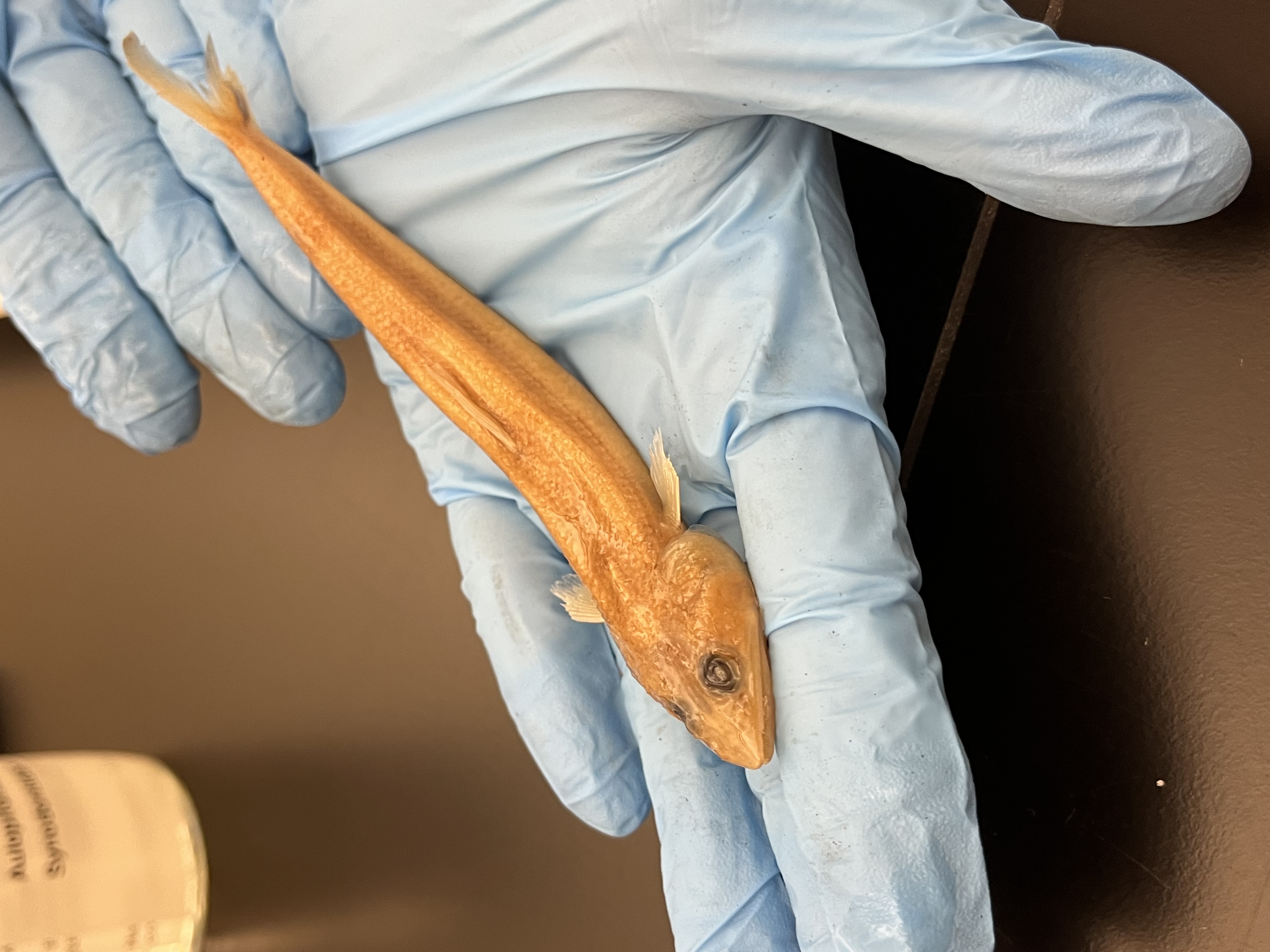 <p>Lizardfishes</p>