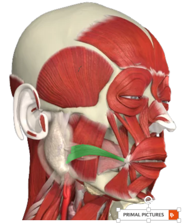 <p><strong>Origin:</strong> fascia over parotid gland superior to masseter<br><strong>Insertion:</strong> angle of mouth<br><strong>Action:</strong> mouth angle lateral<br><strong>Nerve:</strong> facial VII</p>