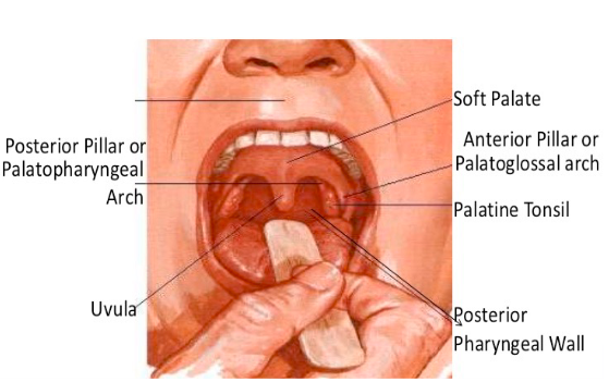 <ul><li><p><strong>Hard palate</strong> - hard roof of the mouth</p><ul><li><p>Rugae - prominent lateral ridges</p></li><li><p>Median raphe - divides hard palate in half</p></li></ul></li><li><p><strong>Velum </strong>- soft palate - soft roof of mouth - movable muscle that separates oral and nasal cavities</p></li><li><p><strong>Uvula </strong>- terminus of soft palate</p></li><li><p>Anterior and posterior <strong>faucial pillars</strong> - sides of the velum</p></li><li><p><strong>Palatine tonsils</strong> - between faucial pillars</p></li></ul>