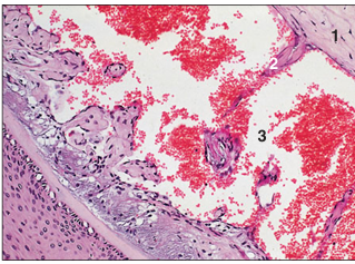 <p>name of histologic slide:</p><p>Specie:</p><p>Parts</p><p>1.__ 2.__ 3.__ </p><p>Stain used:</p>