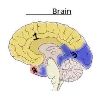 <p><span>This Diagram shows the _______ view of the Vasculature Brain</span></p>