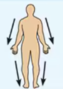 <p>Farther from the origin of a body part or the point of attachment of a limb to the body trunk</p>