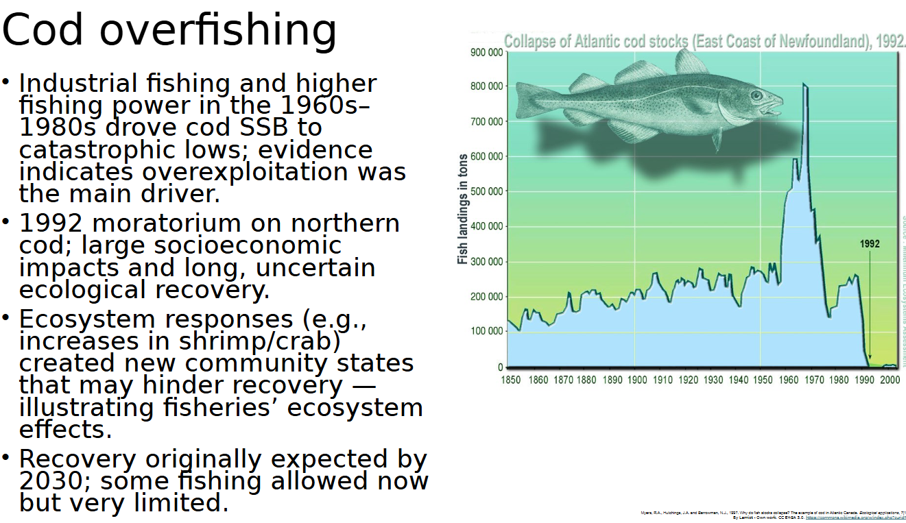 <p><span style="color: rgb(0, 0, 0);"><span>Industrial fishing and higher fishing power in the 1960s– 1980s drove cod SSB to catastrophic lows; evidence indicates overexploitation was the main driver.<br>• 1992 moratorium on northern cod; large socioeconomic impacts and long, uncertain ecological recovery.<br>• Ecosystem responses (e.g., increases in shrimp/crab) created new community states that may hinder recovery — illustrating fisheries’ ecosystem effects.<br>• Recovery originally expected by 2030; some fishing allowed now but very limited.</span></span></p>