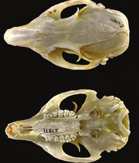 <p>Douglas ground squirrel</p><p>V-shaped temporal ridge S</p>