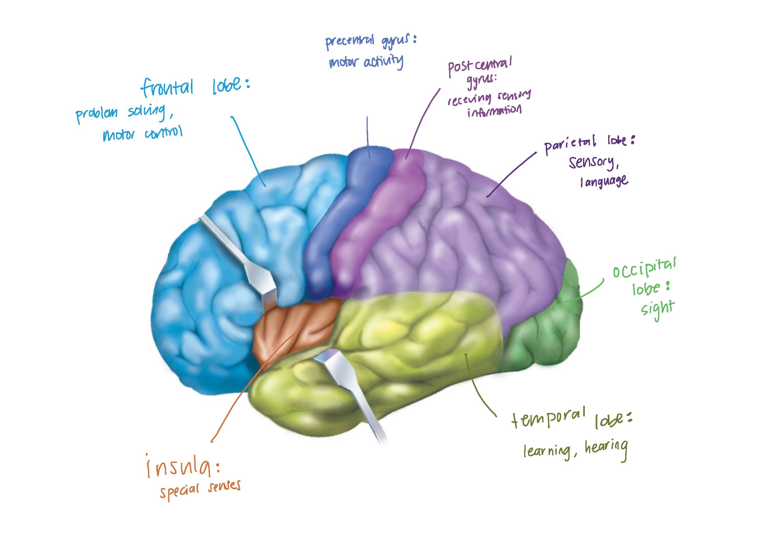 knowt flashcard image