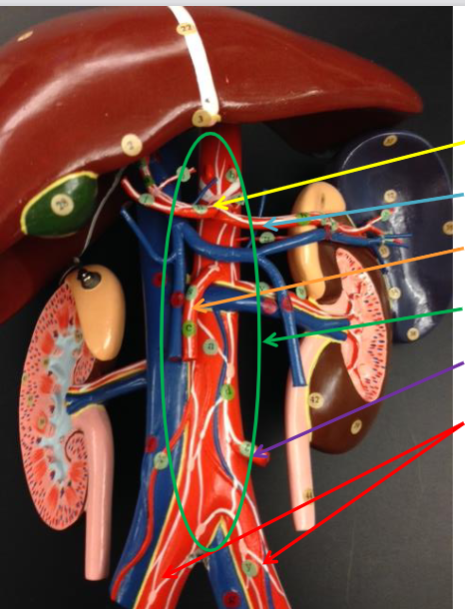 <p>right and left common iliac artery</p>