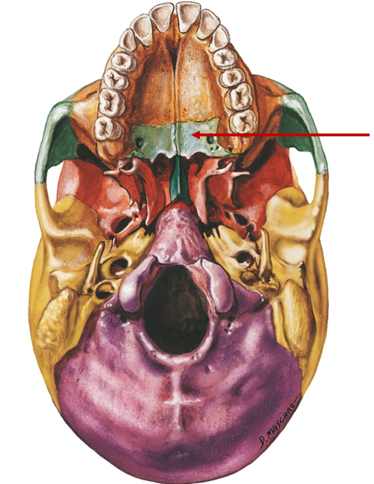 <p>Tiny, back of roof of mouth</p>