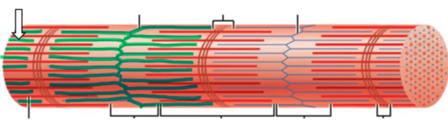 <p>name the structure</p>