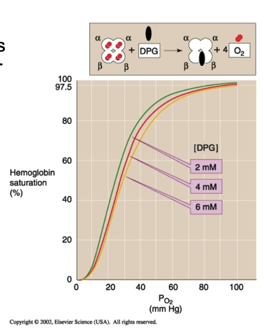 <ul><li><p>Normal plasma DPG keeps curve <strong>right-shifted</strong> (↓ affinity).</p></li><li><p>Hypoxia increases 2,3-DPG → <strong>further right shift</strong> → ↑ O₂ unloading to tissues.</p></li></ul><p></p>