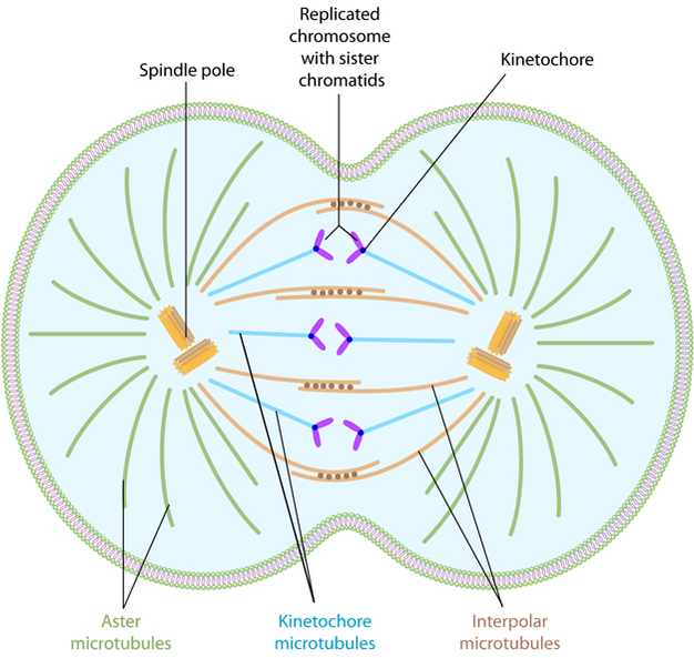 <p>inhibiting the mitotic spindle,</p><p>The cell doubles the chromosomes, but cell can’t divide cuz spindle wont separate  </p>
