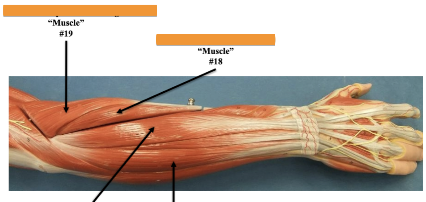 <p>Label muscle #19 </p>